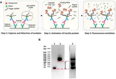 Study on Factors Affecting the Performance of a CRISPR/Cas-Assisted New Immunoassay: Detection of Salivary Insulin as an Example